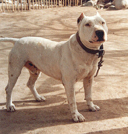 Наиболее качественное фото Кордовской Бойцовской собаки