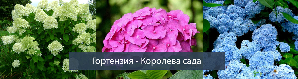 Гортензия Ландышевая