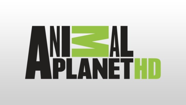 Текущий логотип Animal Planet