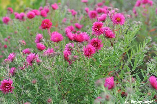 Симфиотрихум ново-английский Andenken an Alma Pötschke