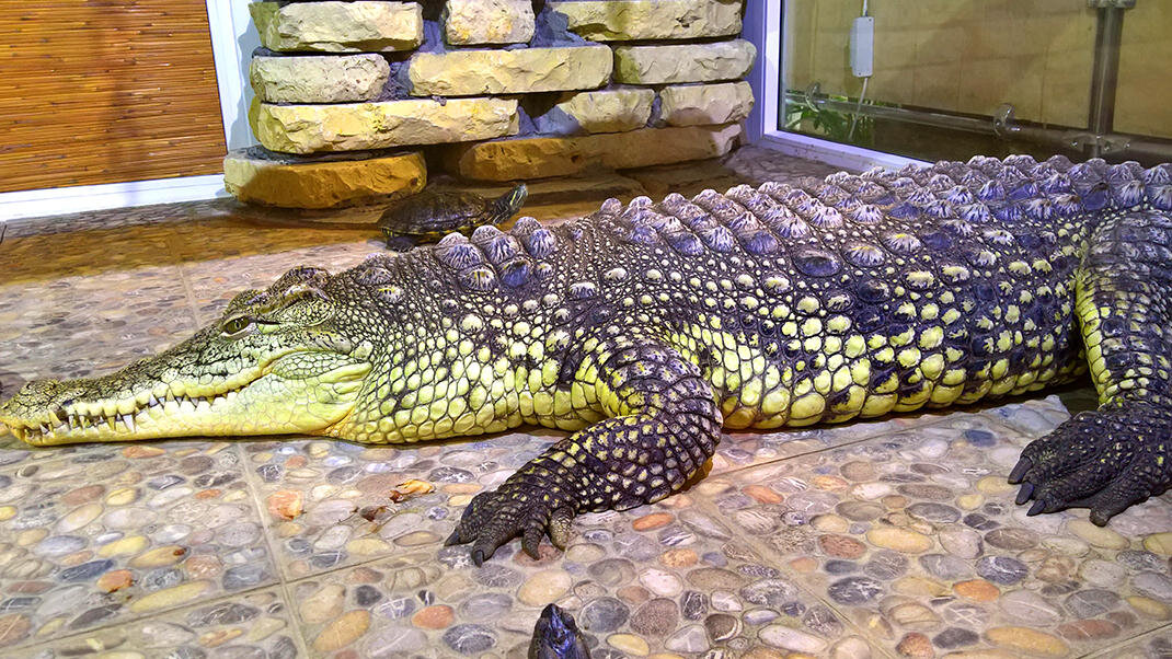 Время работы ленинградского зоопарка. Зоопарк на горьковской спб. Ленинградский зоопарк санкт-петербург. Ленинский зоопарк санкт-петербург. Карта зоопарка санкт-петербурга 2023.