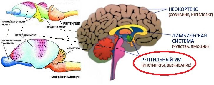 Мозг рептилий рисунок