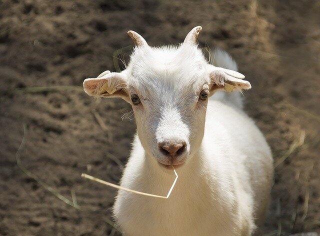 Фото с сайта pixabay.com Вот точно такая же безобразница