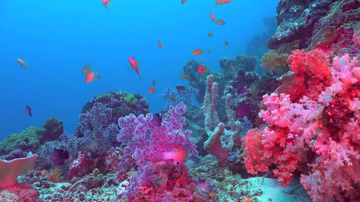 Тут плавает еды по крайней мере на два человечества.