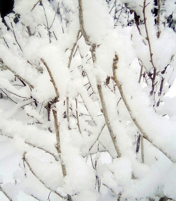 Автор фото: Максим Вишневский 