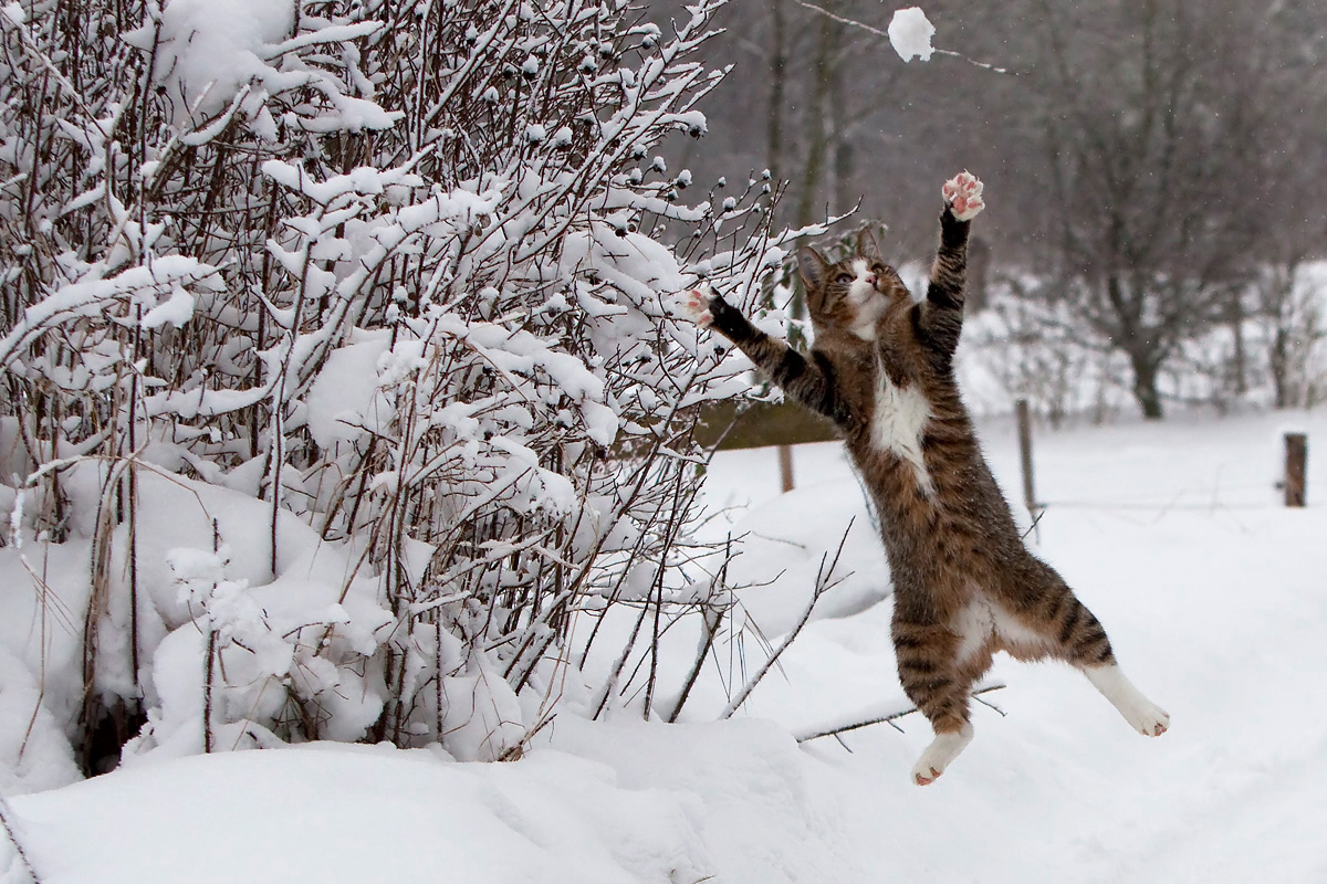 Жадно ловлю. Животные радуются снегу. Зимние коты. Кот радуется весне. Кот в снегу.