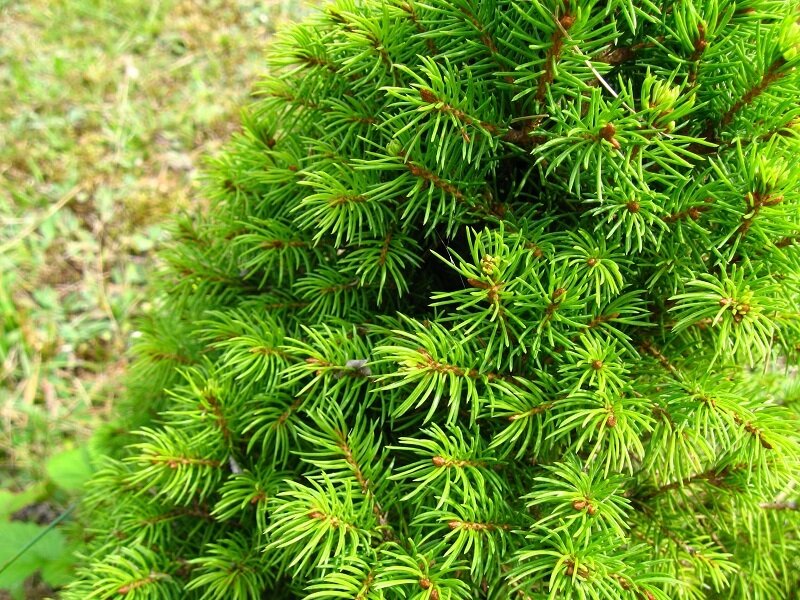 Ель канадская Коника (Picea glauca Conica)