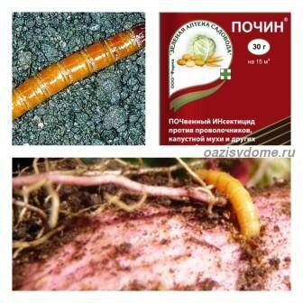 Как уничтожить проволочник на огороде: эффективные химические и народные средства