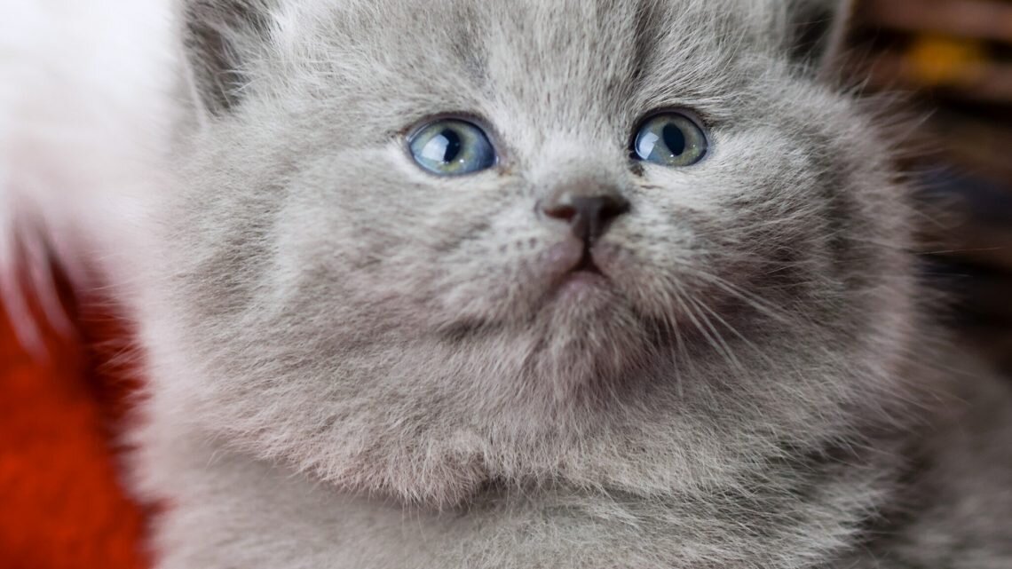 В каком возрасте у котенка меняется цвет глаз