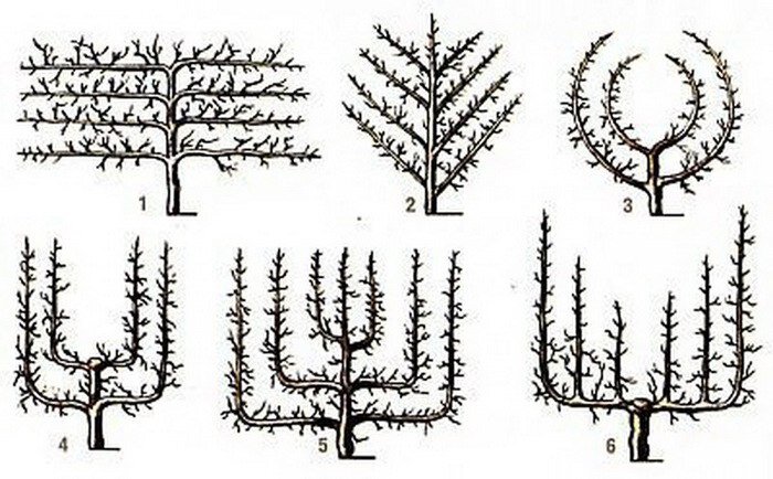 Формирование примеры. Формировка кроны Пальметта. Формировка яблони Пальметта. Формировка груши Пальметта. Пальметта формирование кроны яблони.