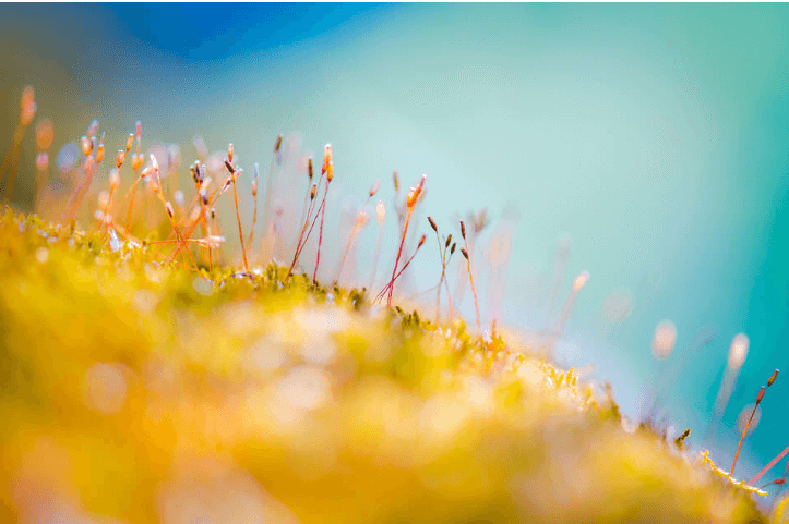 NIKON D7000 + 105 мм f / 2,8 @ 105 мм, ISO 100, 1/40, f / 3,2