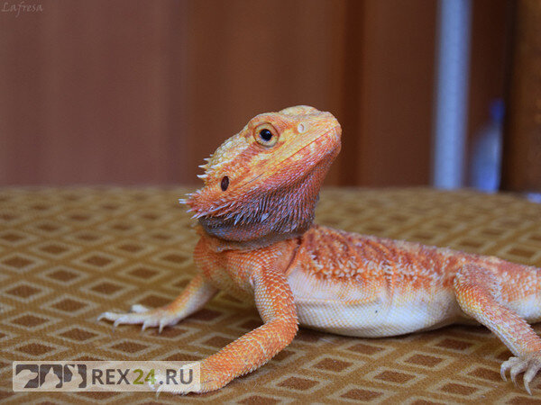 Бородатая агама - "маленький дракон", фото: Lafresa, "Частный экзотариум", Пикабу