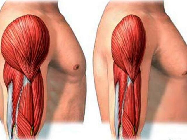 Mechanisms of hypertrophy Pyramid Contreras Glute lub