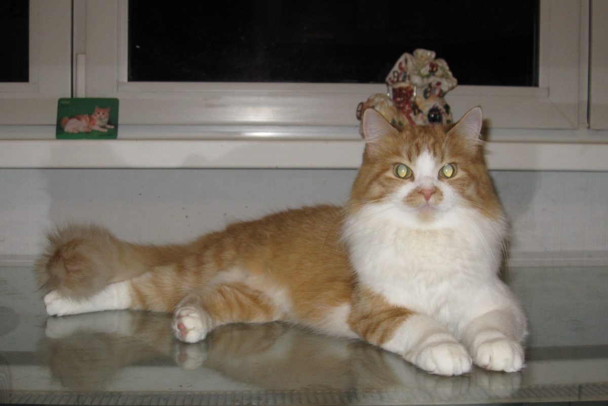 Мы не видели, как родилась очаровательная кошка Плюша, хотя это и произошло в нашем доме. Но судя по тому, что она была самой крупной из трех котят, скорее всего, появилась на свет первой.  