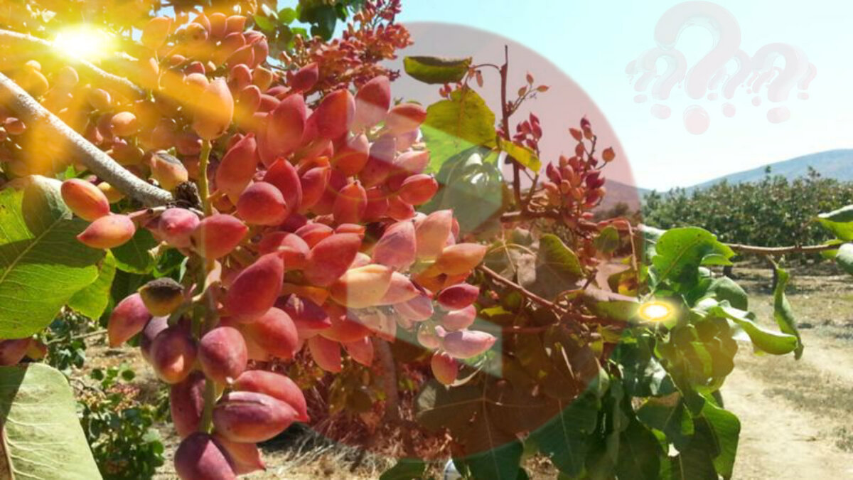 Фисташковый куст 