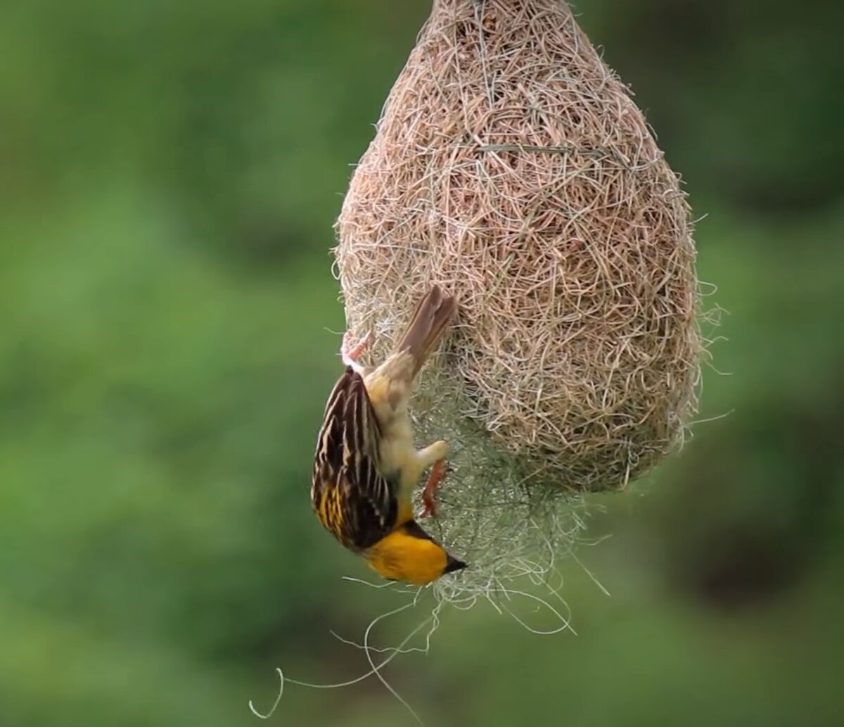 Наглый вор.