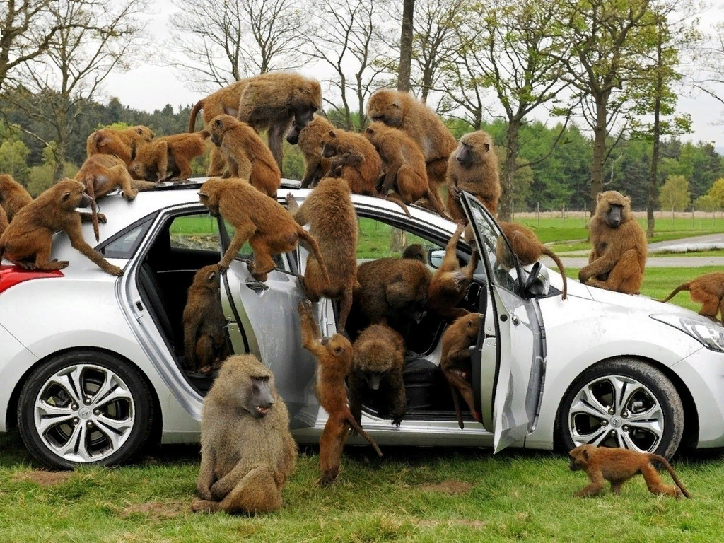 Фото с яндекса.