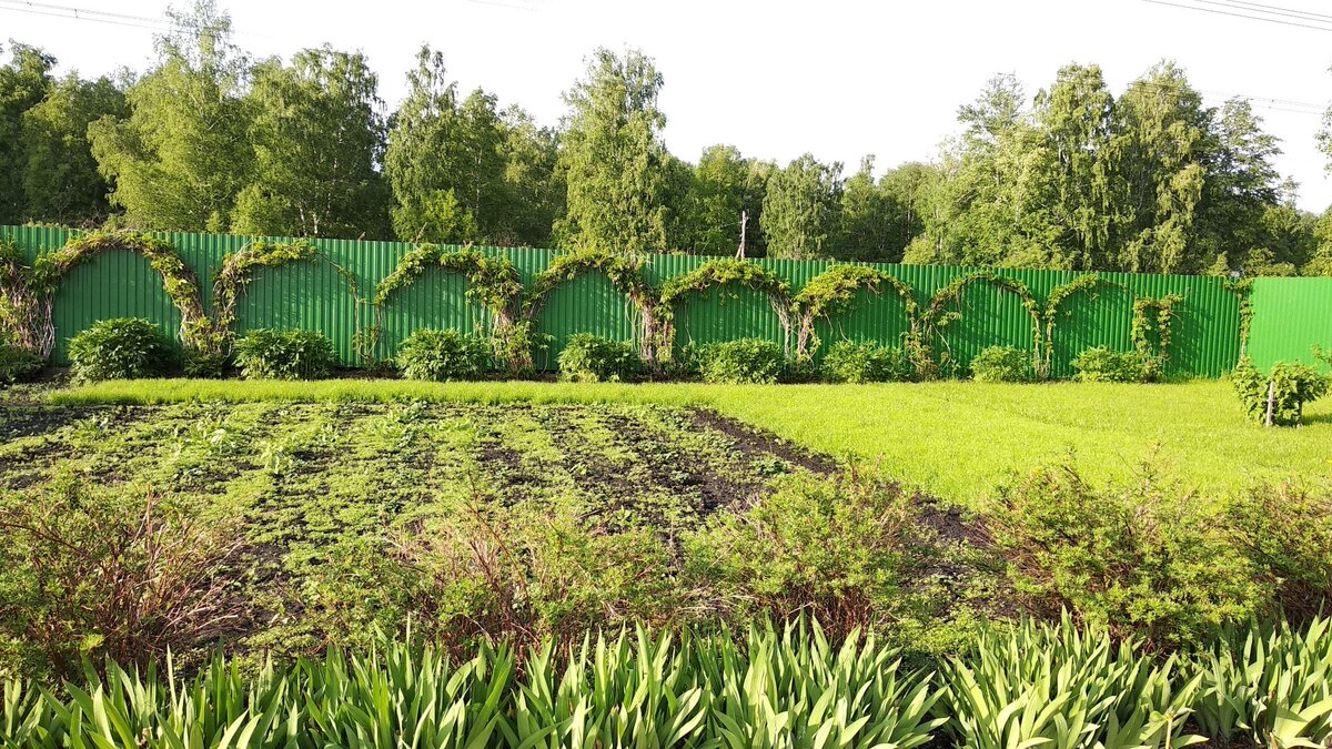 Задекорировали забор девичьим виноградом и рудбекией. Особенно красиво осенью.