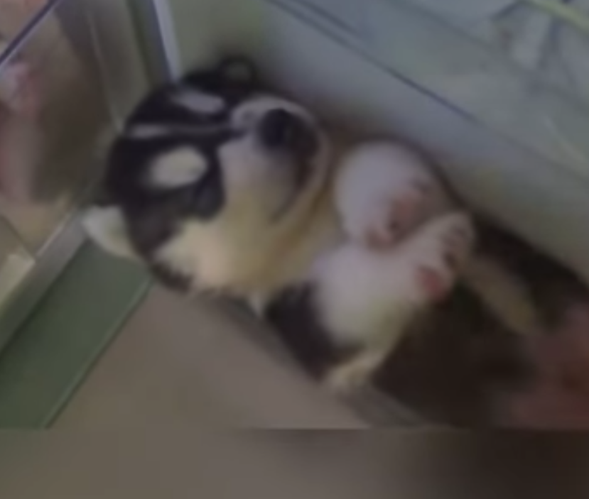 Кадр видео youtube.com/Fun For Kidzzz