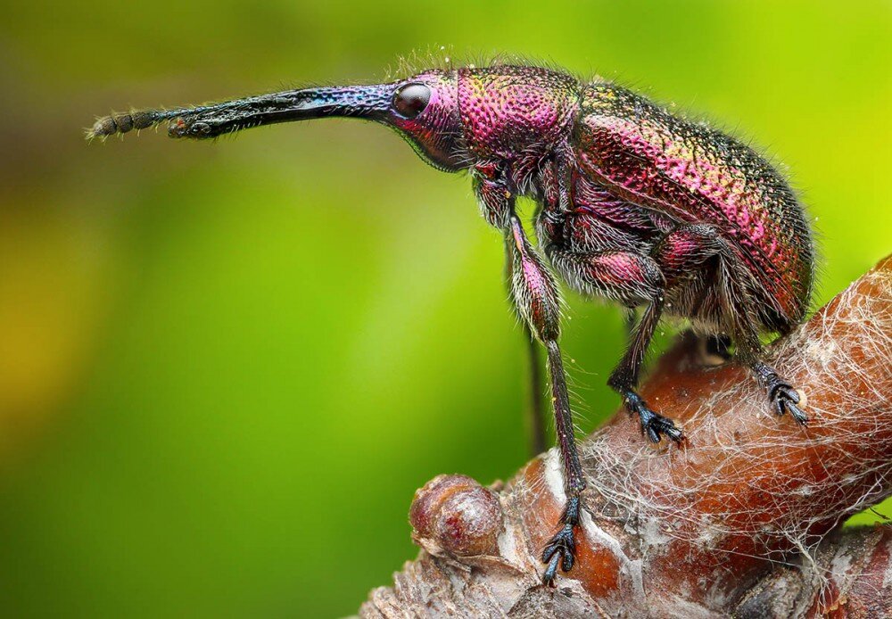 
© Richard Kubica (Словакия) "Большой нос". 2-е место Macro Art Photo Project’2019.
Canon EOS 7D Mark II + Canon MP-E 65mm macro. 1/80 с, f/8, ISO 125 + Canon Speedlite 430EX II flash + самодельный диффузор. Фокус-стэкинг из трёх изображений и постобработка