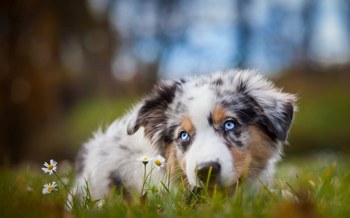 у каких пород собак голубые глаза