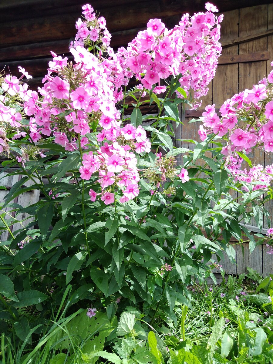 Вам запах флокс напоминает перекличку и 1 сентября , когда учились в школе?