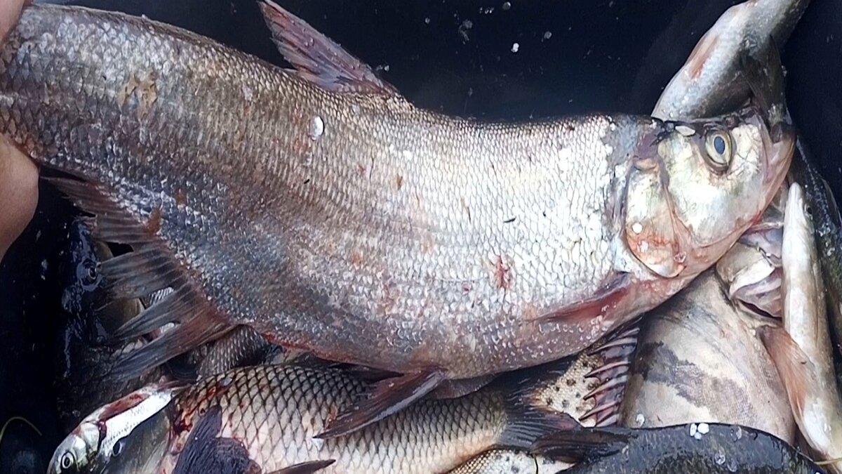 НЕОБЫЧНЫЕ РЫБЫ АМУРА, КИТАЙСКИЙ ОКУНЬ- АУХА, ВЕРХОГЛЯД,АМУРСКАЯ ЩУКА, |  Fisherman DV.27RUS | Дзен