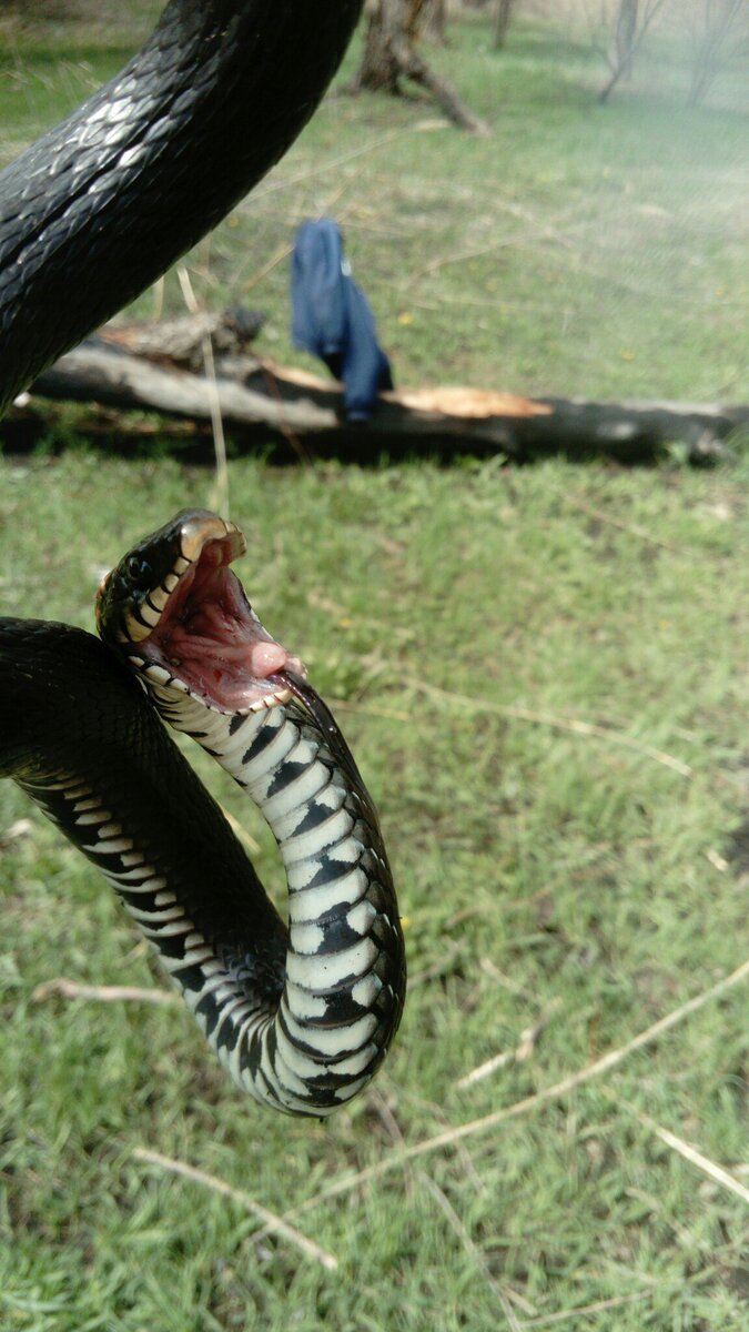 Змеи Ростовской области (краткая информация). | ReptoBlog. | Дзен