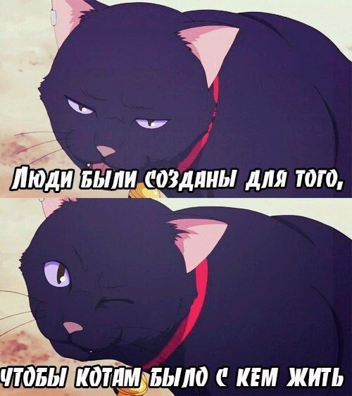 Мемы с котами аниме
