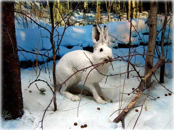 Dikymir-zoo.ru