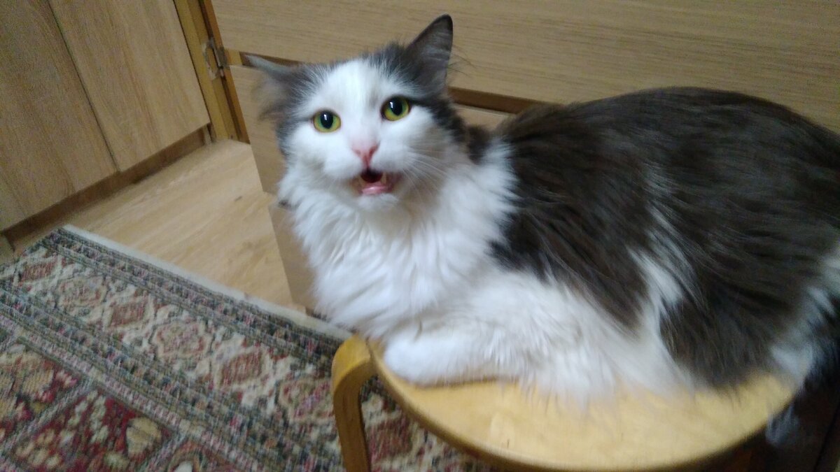 Я это смог?!