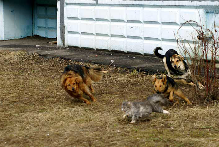 Кошачий побег