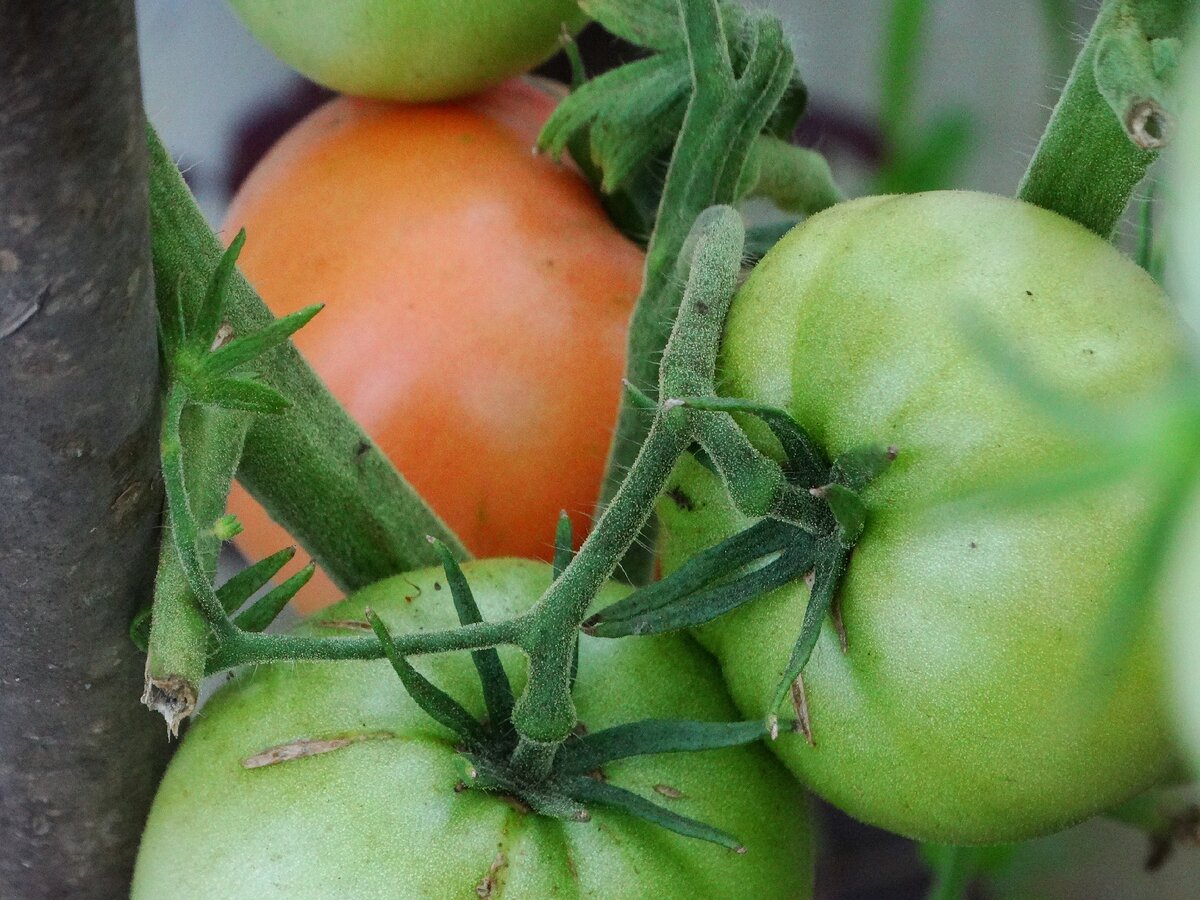 Гибриды томатов для открытого грунта. Томат тепличный крупноплодный. Крупные сорта помидор. Сорта и гибриды томатов. Помидоры гибриды сорта.
