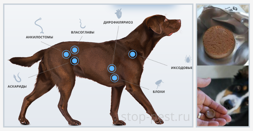 Чем защитить собаку от клещей. Защита от клещей для собак. Таблетки от иксодовых клещей для собак. Самые эффективная защита от клещей собаке.