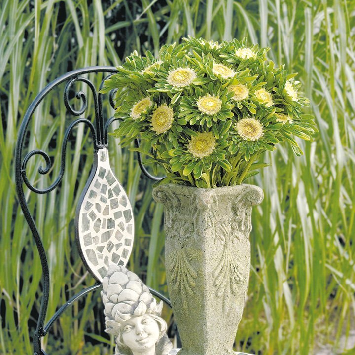 Астра "Халк". https://content-5.foto.my.mail.ru/community/botanichka.ru/_groupsphoto/h-9244.jpg