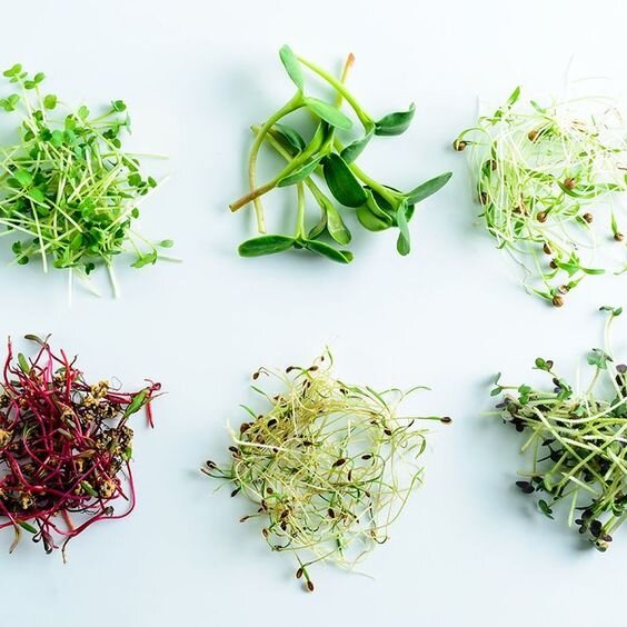 Микрозелень: все, что вы хотели знать о этом суперполезном продукте