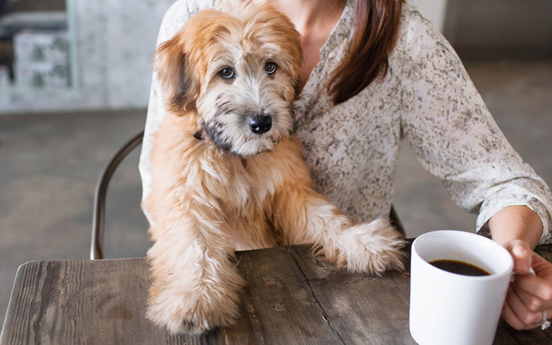 Факт: собака помогает пережить стресс. Фото coffeenclothes.com