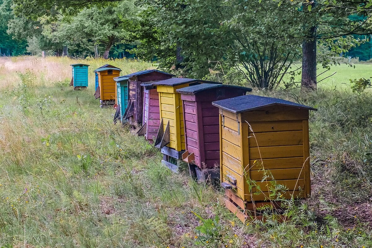 Медведь на пасеке: способы защиты от косолапого мародёра | В когтях у  хищника | Дзен