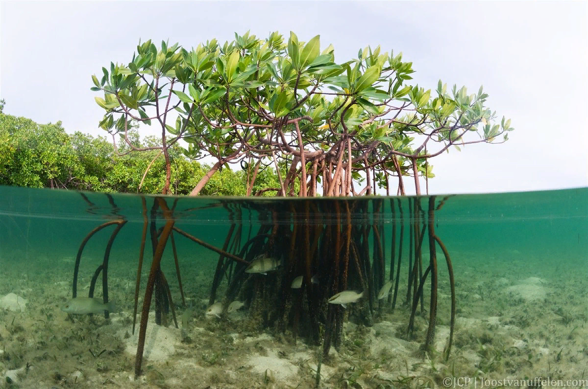 Эти деревья живут в соленой воде. Ходульные корни мангров. Мангровые заросли Северной Америки. Мангры растения. Ходульные корни мангровых деревьев.