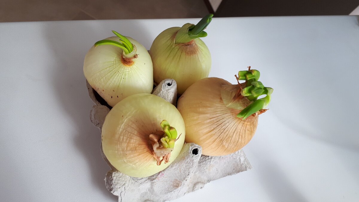 Пожалела целый лук для эксперимента, пустила в дело, а серединки оставила