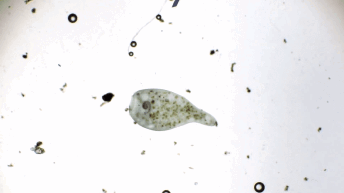 Подписывайтесь на канал и ставьте лайки! Это помогает развитию!