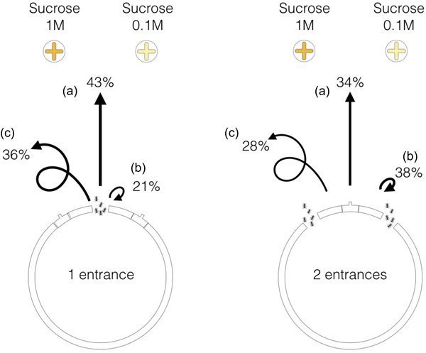 Схема эксперимента. Слева - один вход, справа - два