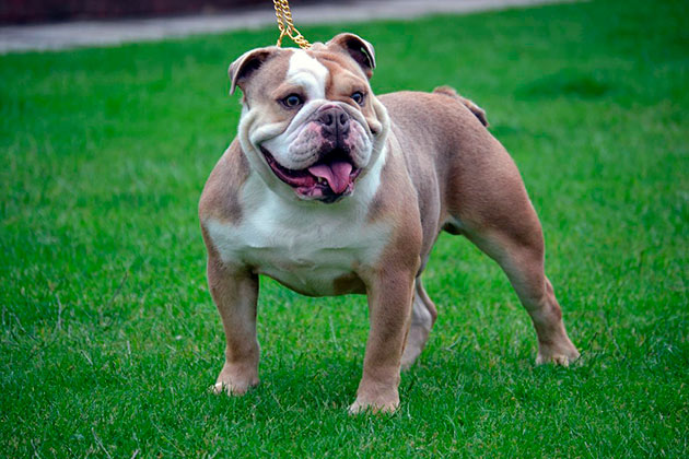 Фото: https://simple-fauna.ru/wp-content/uploads/2015/02/anglijskij-buldog-standarty-porody.jpg