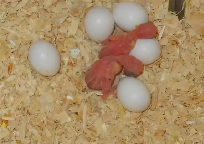 Попугай есть яйцо