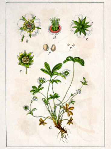 Ботаническая иллюстрация лапчатки белой