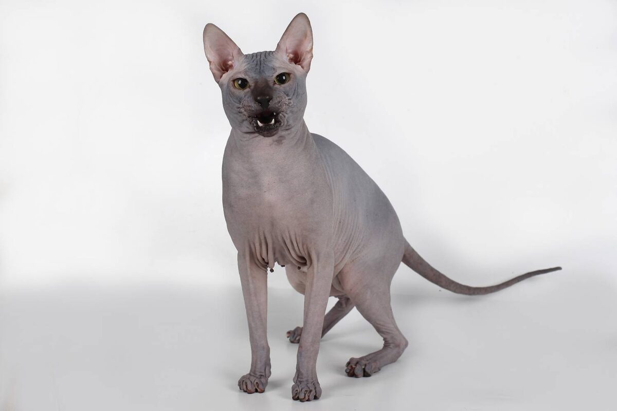 Картинки взяты с открытых источников 