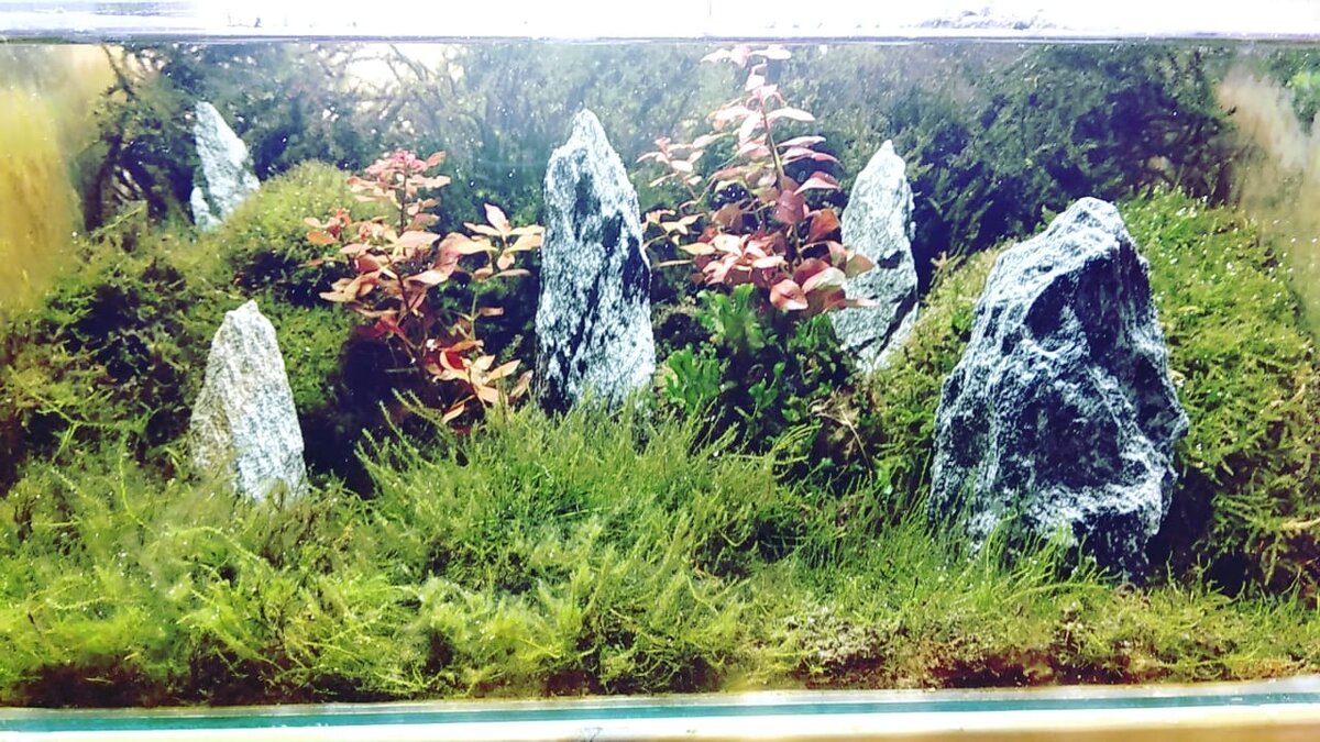 Пробы пера, Акваскейпа