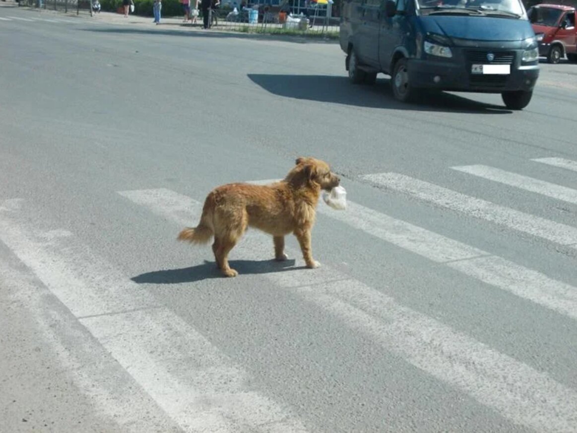 Такси под прикрытием порода батона. Собака на дороге. Собака переходит дорогу. Животные переходят дорогу. Собака перебегает дорогу.
