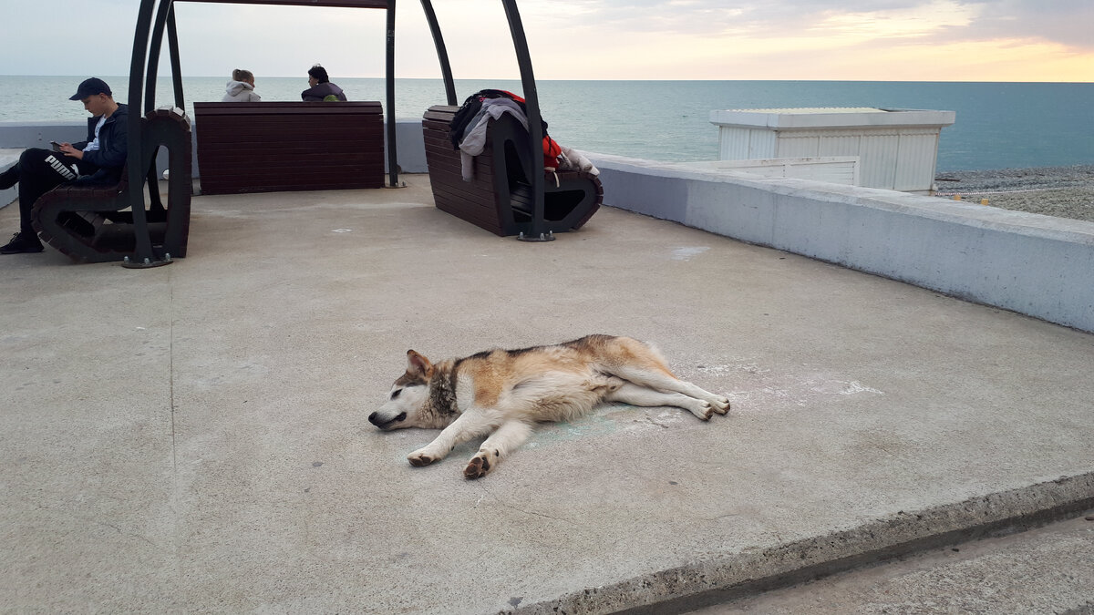 Я свободен, хотя ошейник говорит об обратном.  