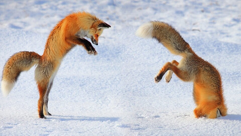 Лиса обыкновенная мышкует. Мышкование лисы. Мышкование лисы зимой. Лиса рыжая мышкует. Fox out